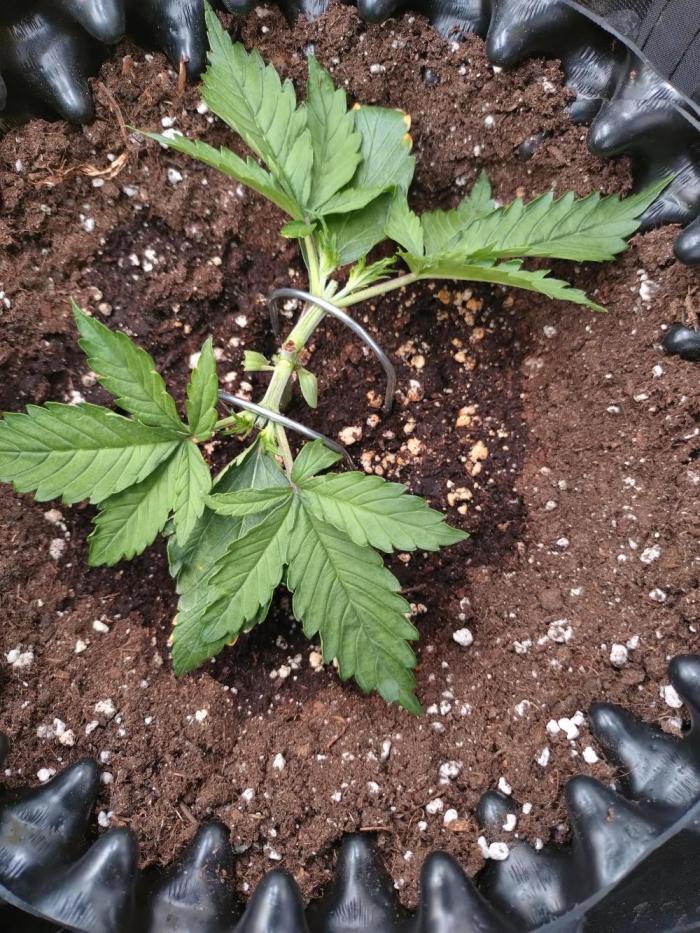 Z-Up Auto Fastbuds. Week 3