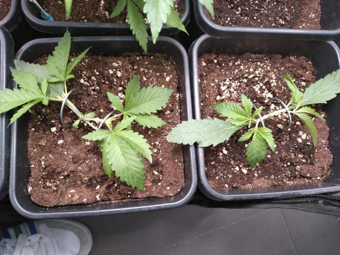 RF3 Auto Mixpack Fastbuds. Week 3