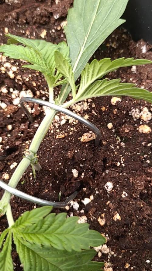 RF3 Auto Mixpack Fastbuds