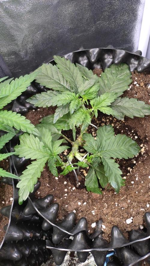 Sticky Broccoli Auto ZMA Eternity Cup'26. Week 5