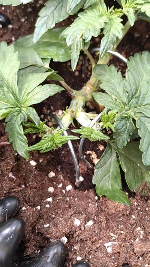 Sticky Broccoli Auto ZMA Eternity Cup'26