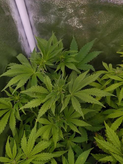 Purple Lemonade Auto RQS. Week 7