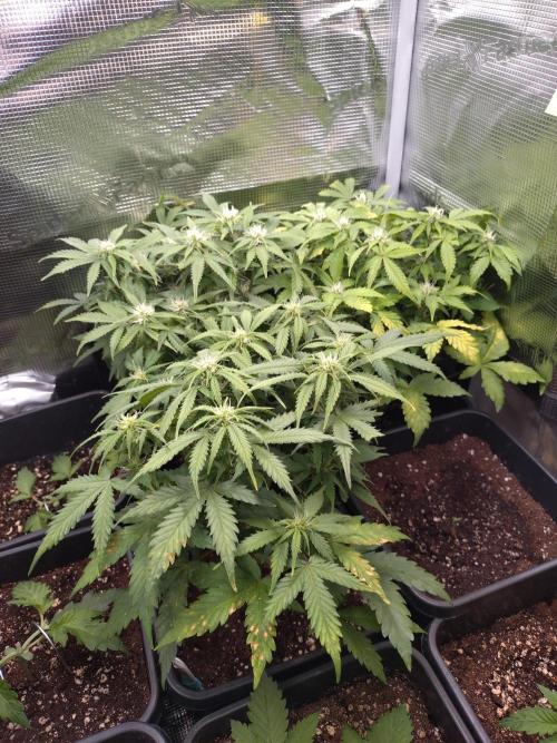 Grape Pop Rocks Auto Anesia Seeds. Week 7