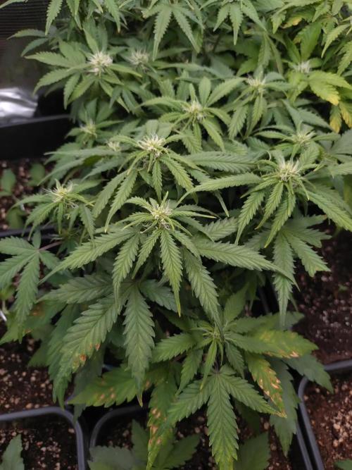 Grape Pop Rocks Auto Anesia Seeds. Week 7