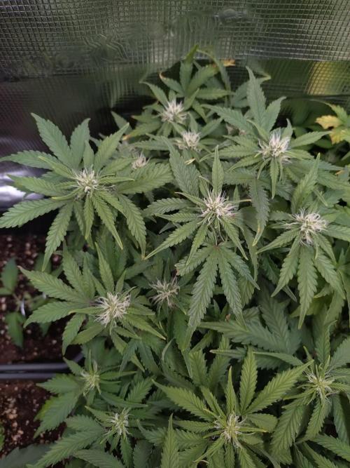 Grape Pop Rocks Auto Anesia Seeds. Week 7