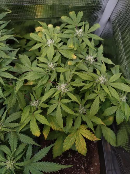 Grape Pop Rocks Auto Anesia Seeds. Week 7