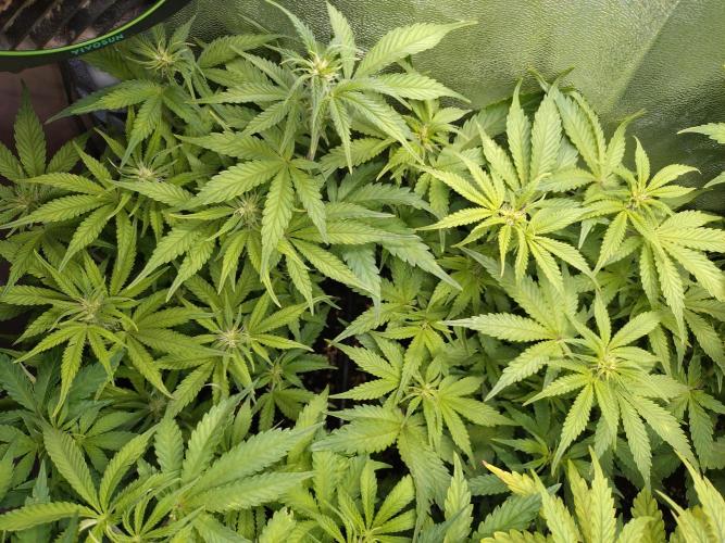 Cinderella Auto Fastbuds. Week 7