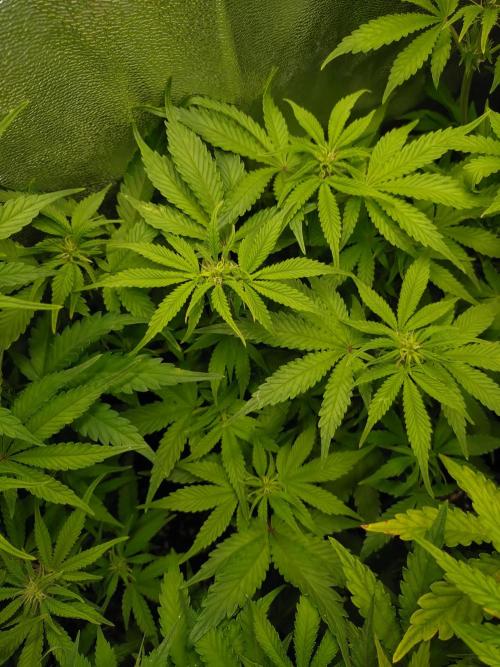 Cinderella Auto Fastbuds. Week 7