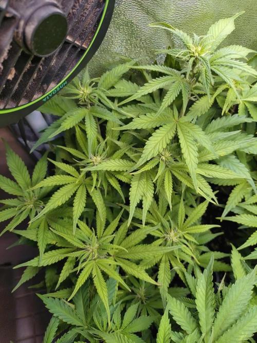 Cinderella Auto Fastbuds. Week 7