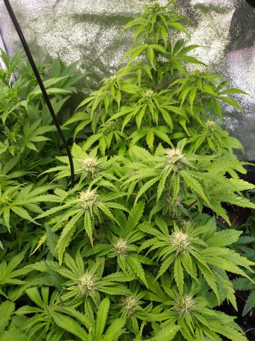 Hulkberry Auto RQS. Week 7