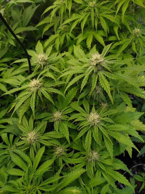 Hulkberry Auto RQS. Week 7