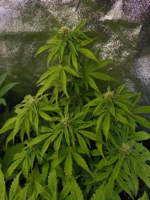 Hulkberry Auto RQS. Week 7