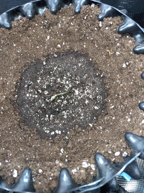 Permanent Marker Zamnesia. Week 0