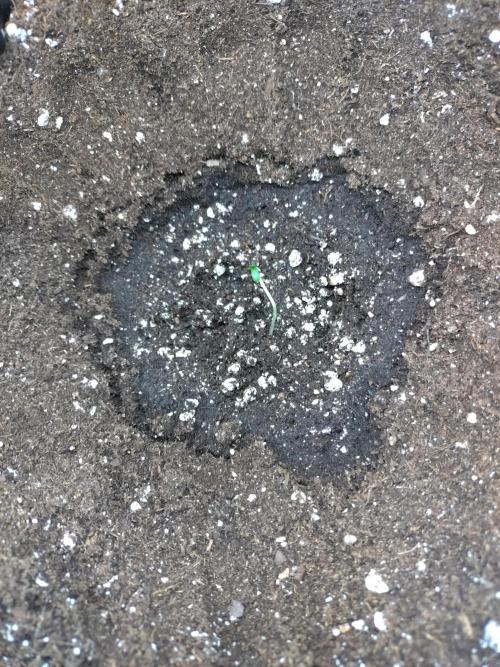 Euphoria Royal Queen Seeds. Week 0