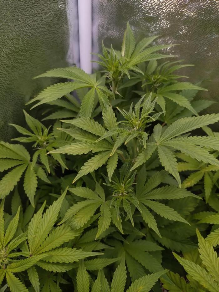 Purple Lemonade Auto RQS. Week 8