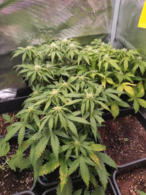 Grape Pop Rocks Auto Anesia Seeds. Week 8