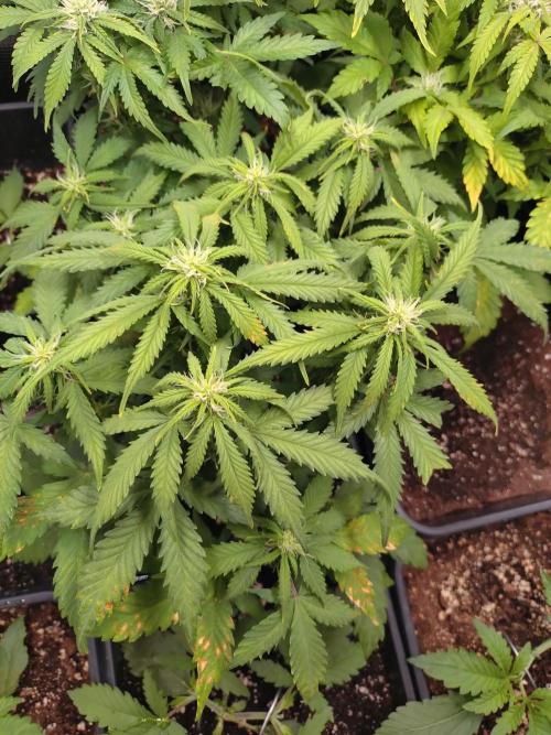 Grape Pop Rocks Auto Anesia Seeds. Week 8