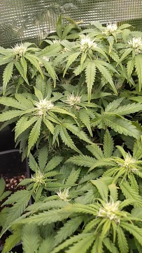 Grape Pop Rocks Auto Anesia Seeds