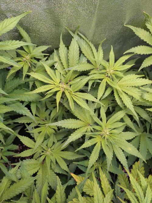 Cinderella Auto Fastbuds. Week 8