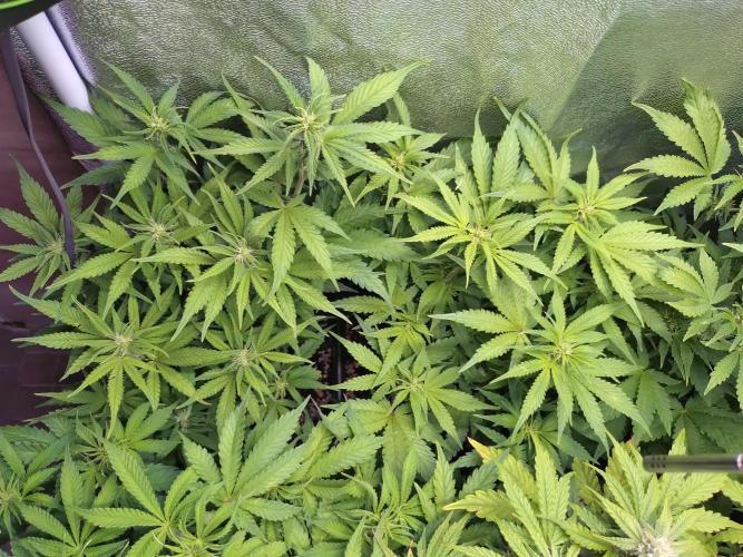 Cinderella Auto Fastbuds. Week 8