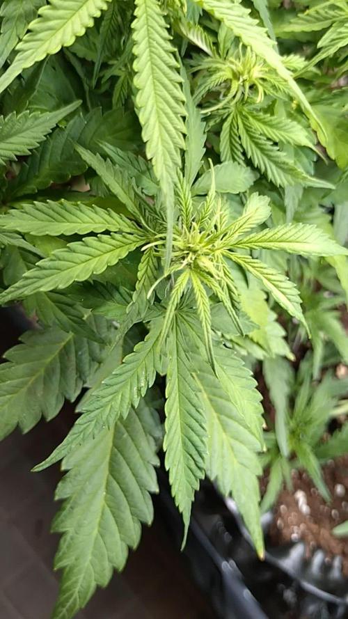 Strawberry Cheesecake Auto Barneys Farm