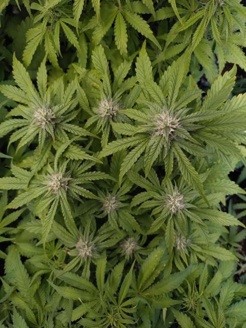 Hulkberry Auto RQS. Week 8