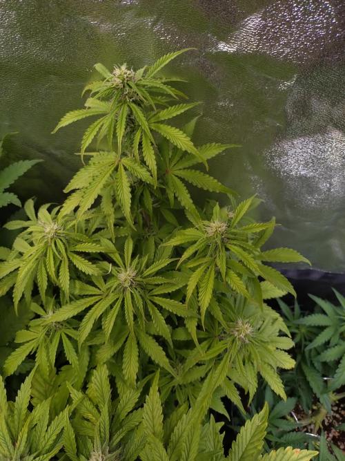 Hulkberry Auto RQS. Week 8