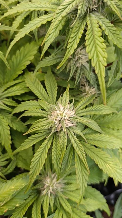 Hulkberry Auto RQS