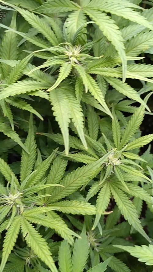 Cinderella Auto Fastbuds