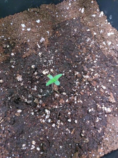 North Thunderfuck Auto RQS. Week 0