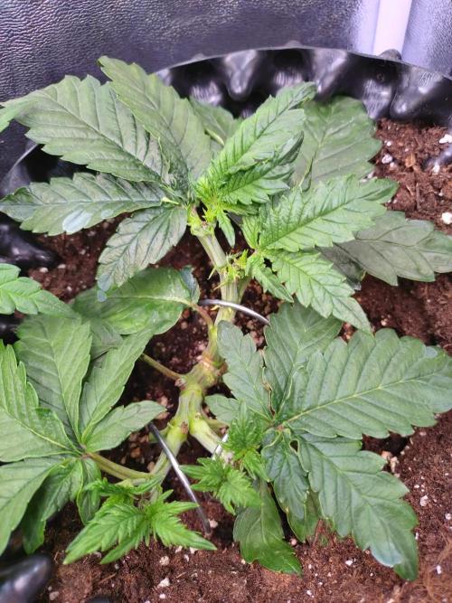 Sticky Broccoli Auto ZMA Eternity Cup'26. Week 5