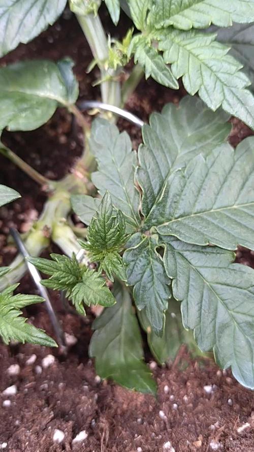 Sticky Broccoli Auto ZMA Eternity Cup'26