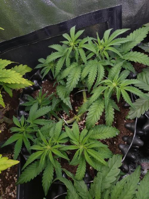 Cherry Cola RF3 Auto Fastbuds. Week 5