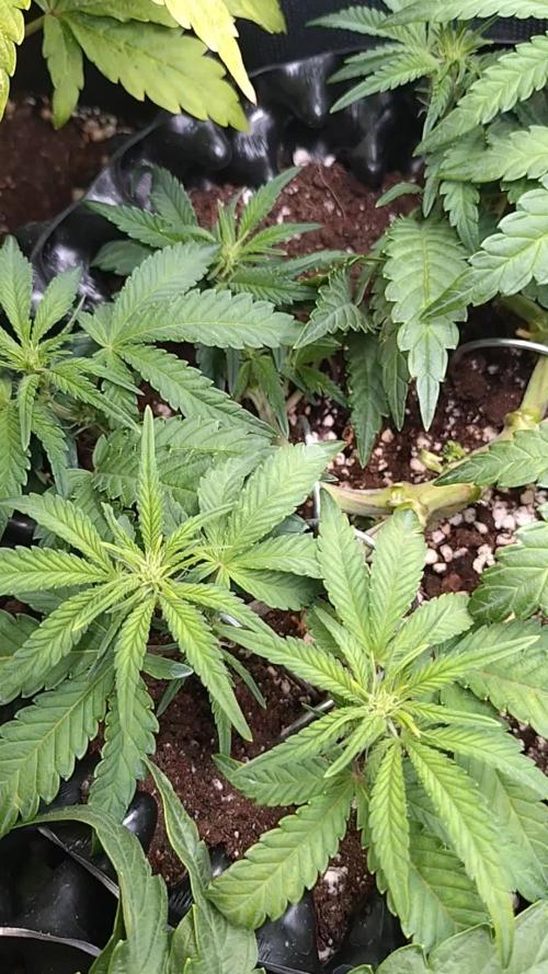 Cherry Cola RF3 Auto Fastbuds