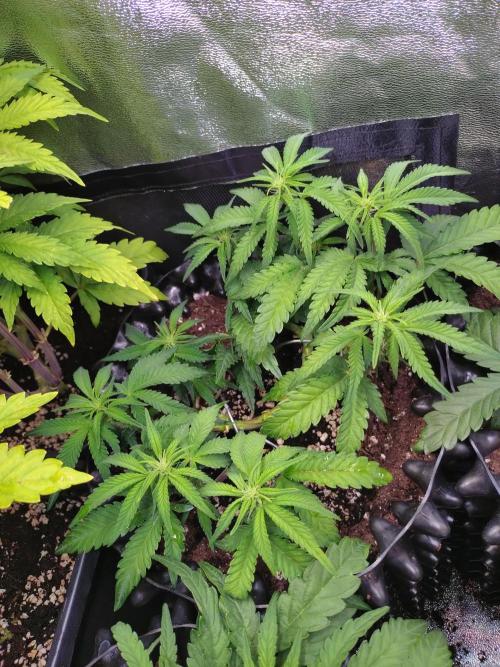 Cherry Cola RF3 Auto Fastbuds. Week 6