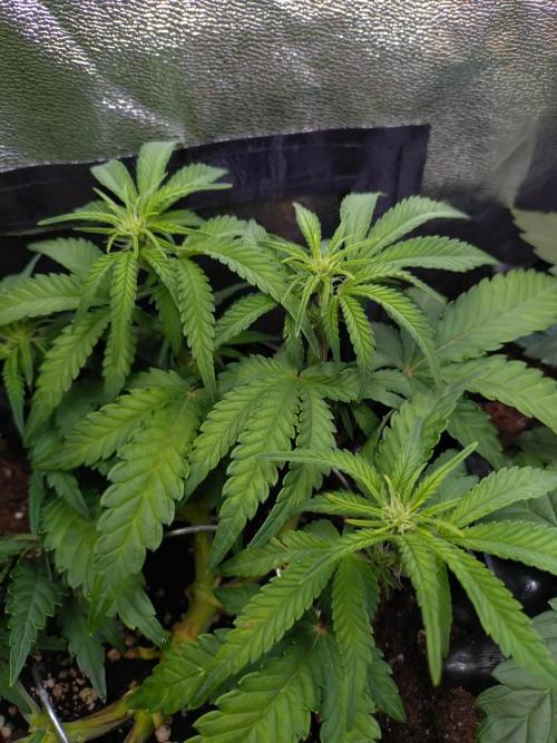 Cherry Cola RF3 Auto Fastbuds. Week 6