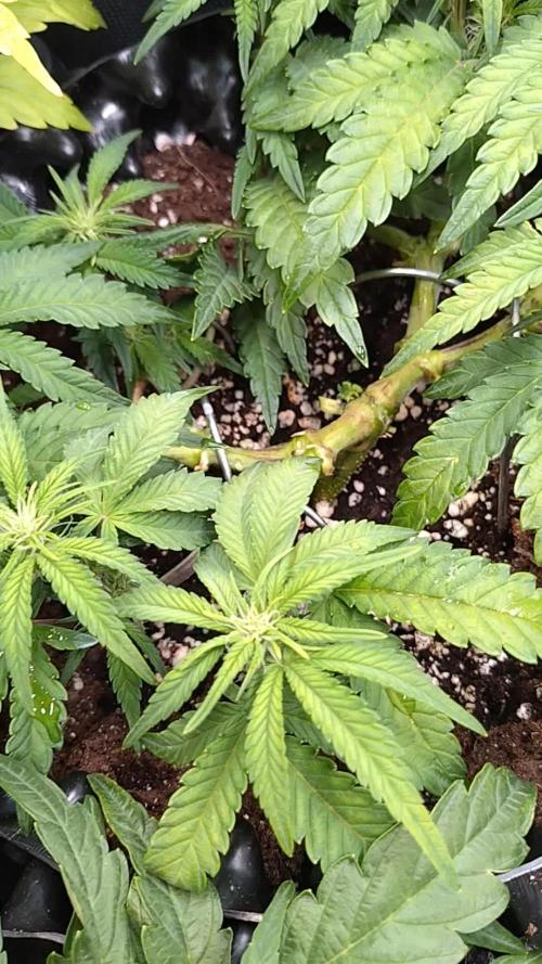 Cherry Cola RF3 Auto Fastbuds