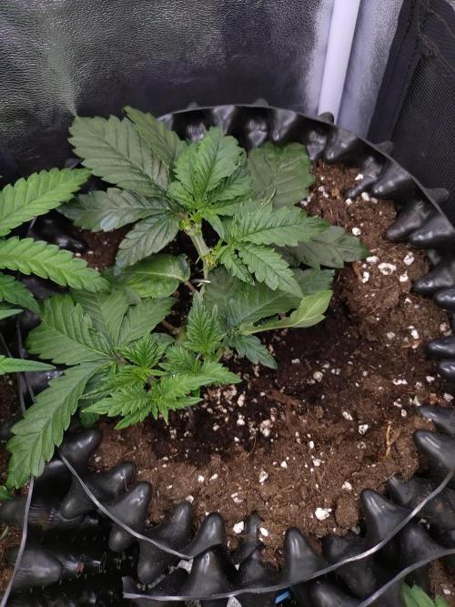 Sticky Broccoli Auto ZMA Eternity Cup'26. Week 6