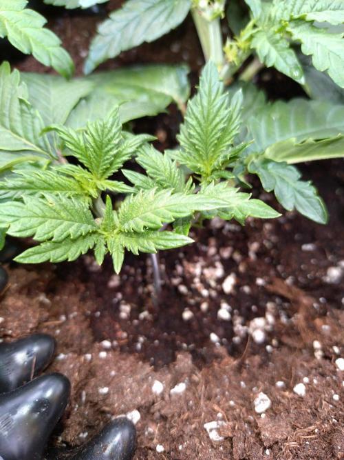 Sticky Broccoli Auto ZMA Eternity Cup'26. Week 6