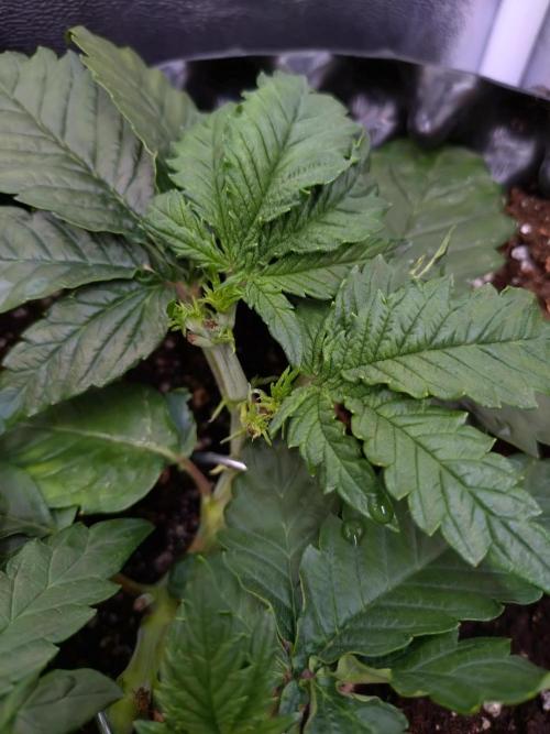 Sticky Broccoli Auto ZMA Eternity Cup'26. Week 6