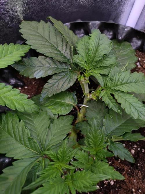 Sticky Broccoli Auto ZMA Eternity Cup'26. Week 6