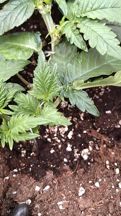 Sticky Broccoli Auto ZMA Eternity Cup'26