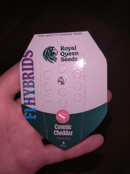 Cosmic Cheddar F1'26 Royal Queen Seeds. Week 0