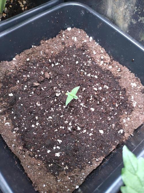 North Thunderfuck Auto RQS. Week 1