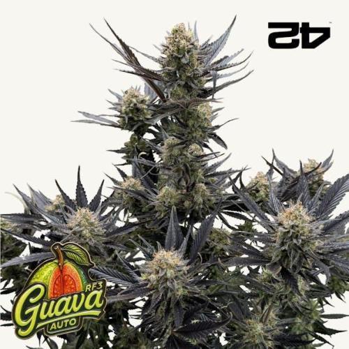 RF3 Auto Mix pack #1 Fastbuds. Week 0