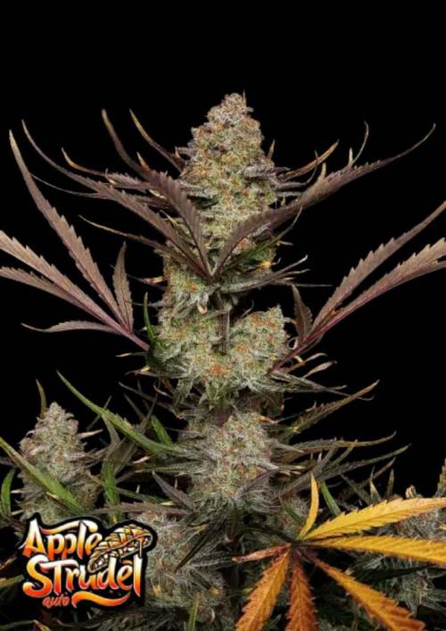 RF3 Auto Mix pack #1 Fastbuds. Week 0