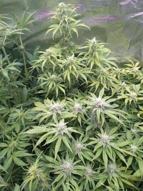 Hulkberry Auto RQS. Week 8