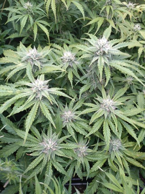 Hulkberry Auto RQS. Week 8