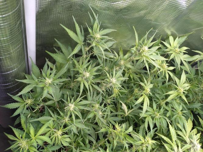 Cinderella Auto Fastbuds. Week 8