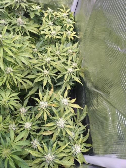 Grape Pop Rocks Auto Anesia Seeds. Week 8